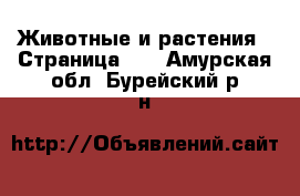  Животные и растения - Страница 15 . Амурская обл.,Бурейский р-н